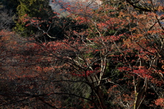 なごり紅葉 ７