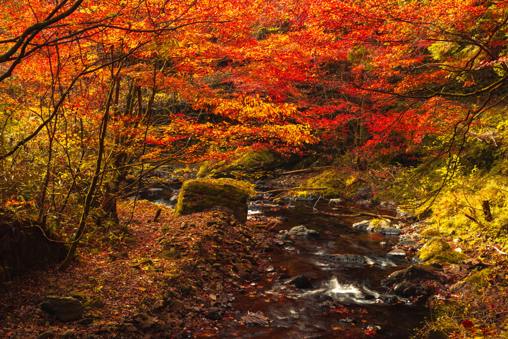 川の上の煌めき