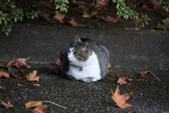 落ち葉とともに