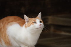 見上げる