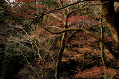 なごり紅葉 ３