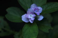 なごり紫陽花