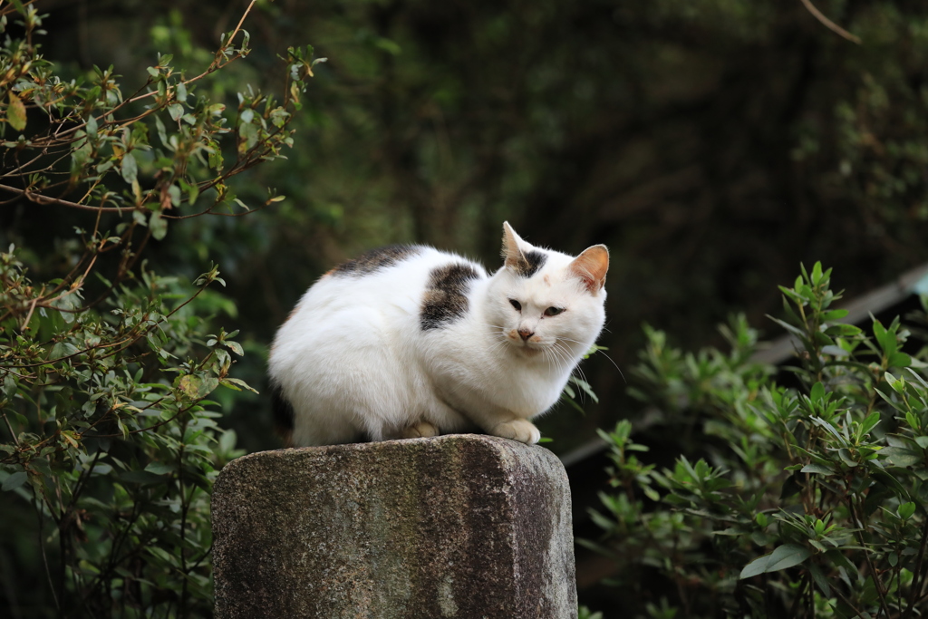 石碑の上にて