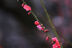 紅色の微笑み