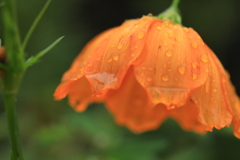 ちょっと雨宿り