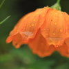 ちょっと雨宿り