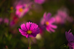 穏やかな目覚め