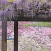 藤の向こうの艶やかさ