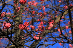 梅香る青空