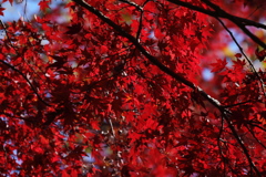 燃える秋