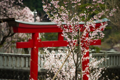 春の参道