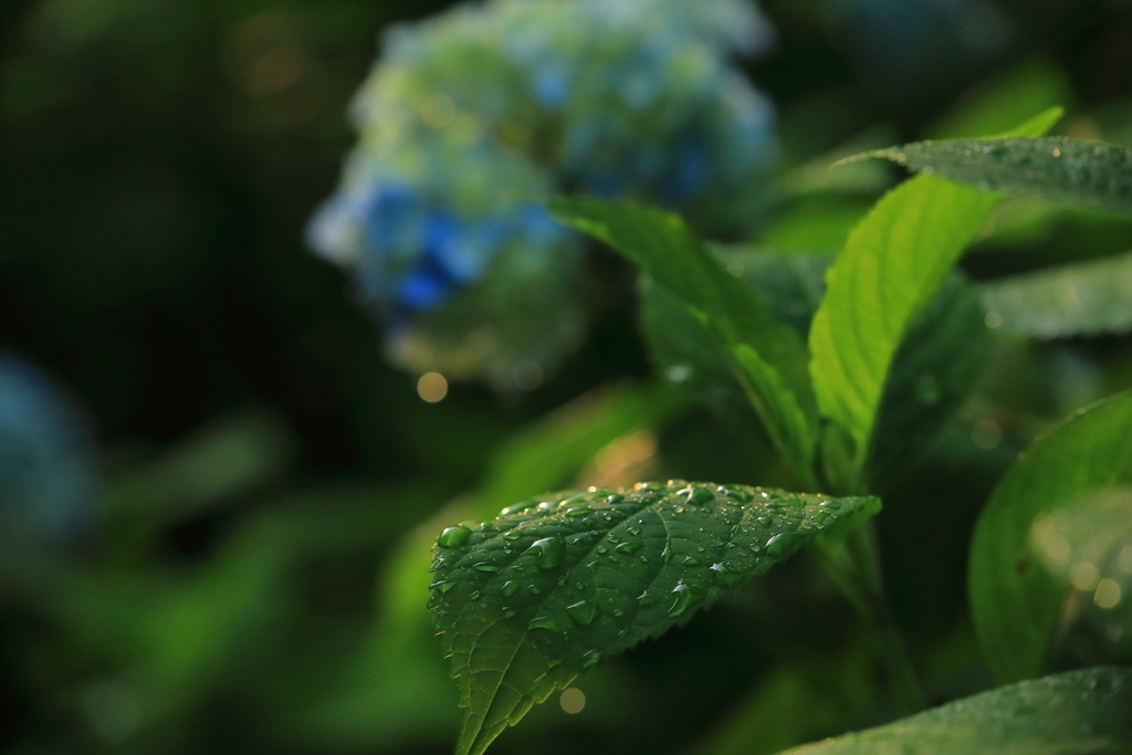 雨露の向こうの幻