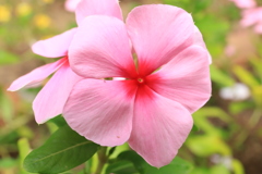 おしべめしべもない花？