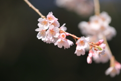 春真っ盛り