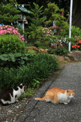 つつじと猫