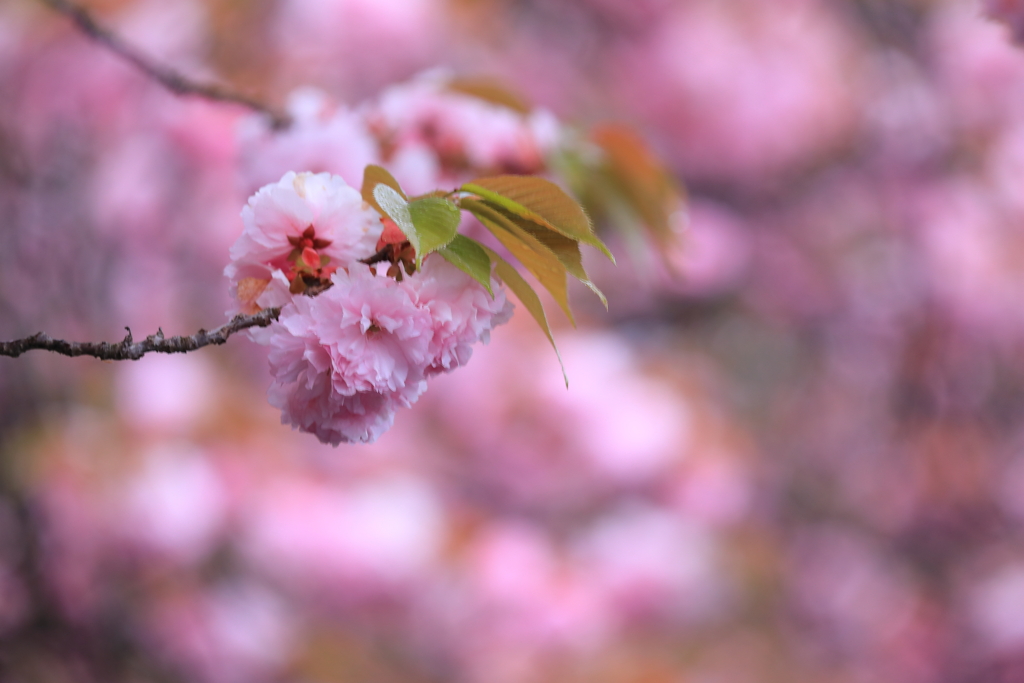 薄紅の印象