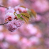 薄紅の印象
