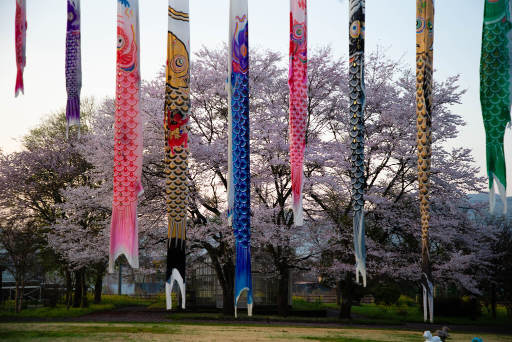 鯉のぼりと桜