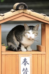 当神社においでやすにゃ〜