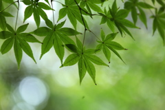 青もみじ