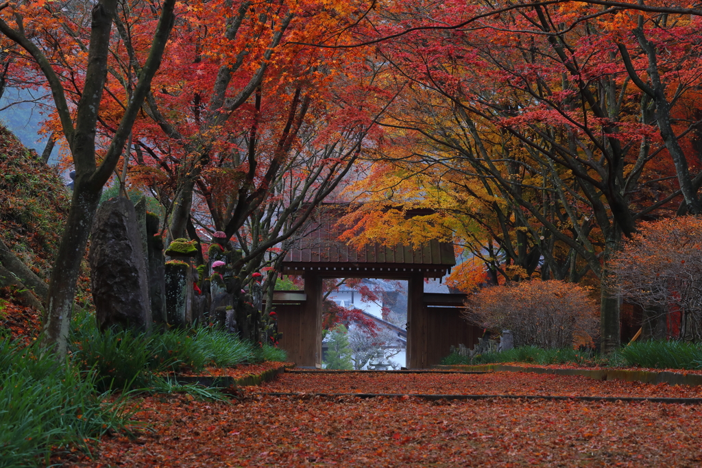 秋に迎えられた参道