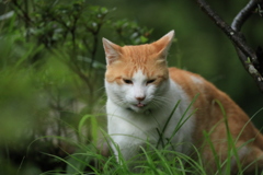 草むらの陰から