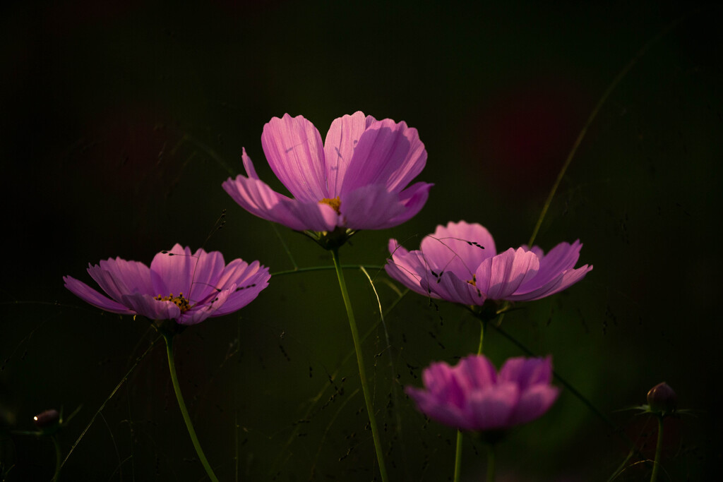 陽射しに浮かぶ