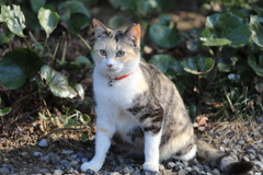 見つめて