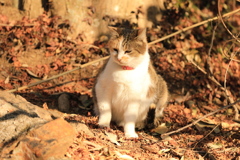 落ち葉の中にて