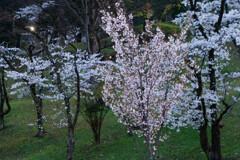 夜明けの桜