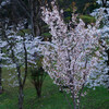 夜明けの桜