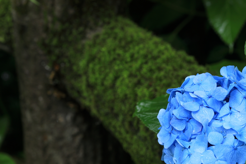 苔とともに