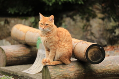 大竹の横にて　２