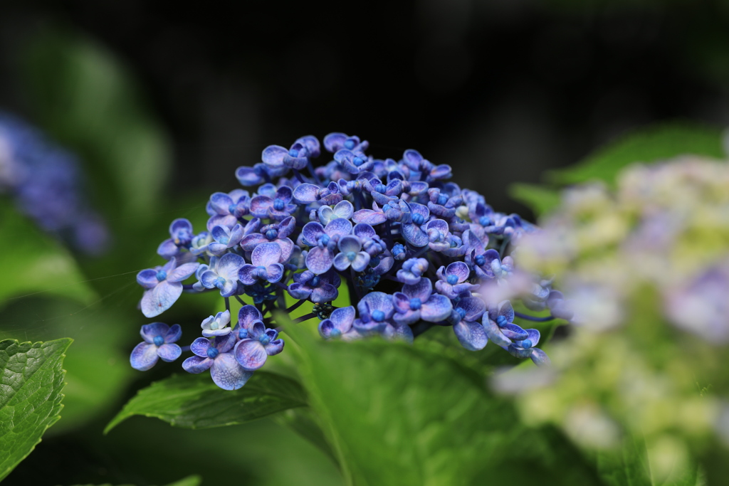 向こうの紫陽花