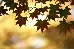 半紅葉