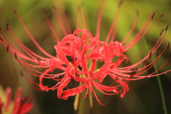彼岸花
