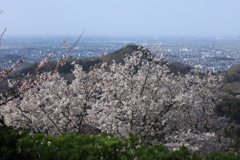 山桜