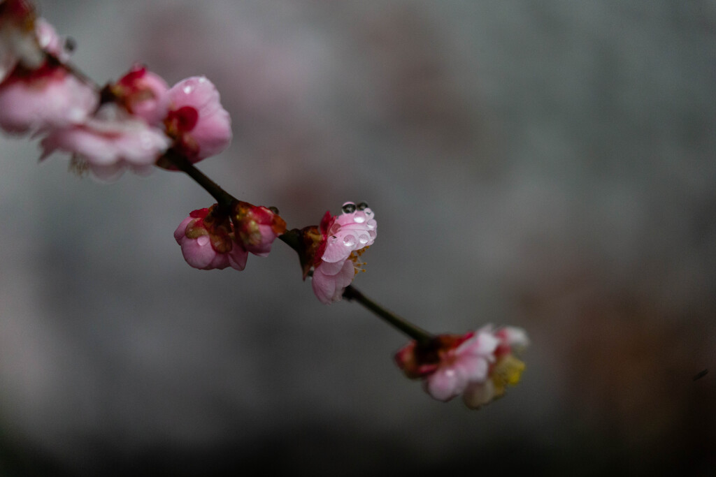 雨の色