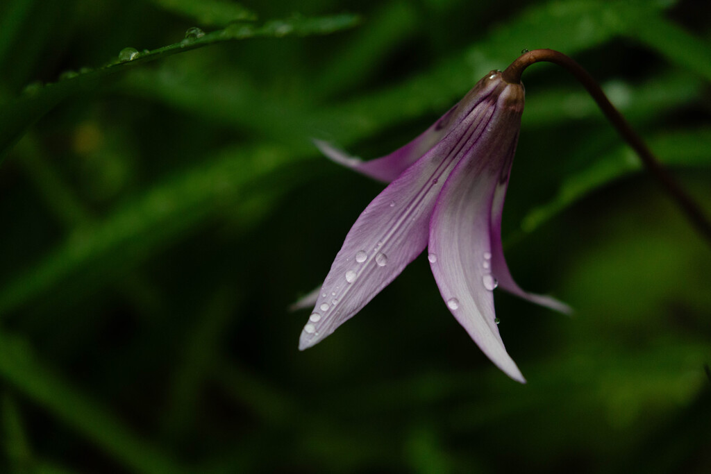 朝露の宝石