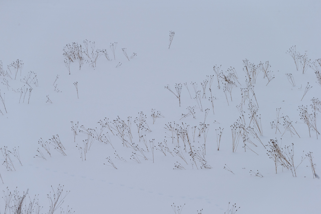 雪模様