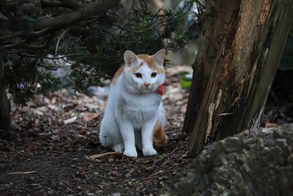 木の横にて