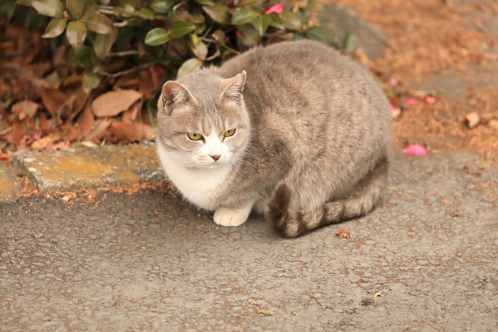 椿の花びらのそばで