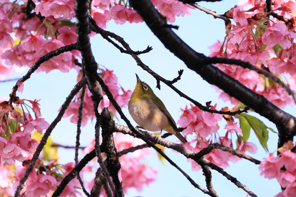 桜を見上げて