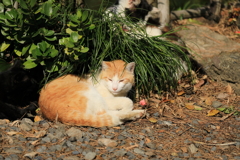 草に寄り添う