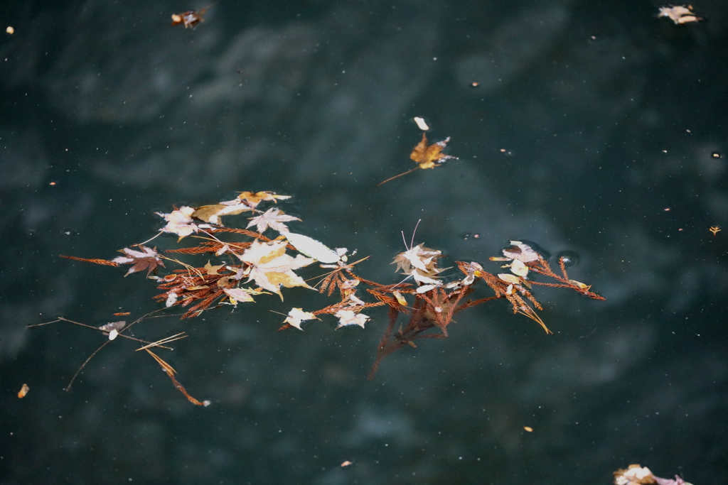水に浮かぶ枯葉