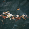 水に浮かぶ枯葉