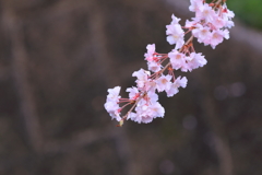 一房の和み