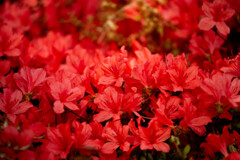 花絨毯