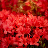 花絨毯