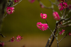柔肌